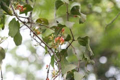 Dendrophthoe falcata var. pubescens